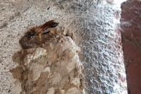 Sceliphron caementarium
