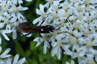 Stenichneumon militarius