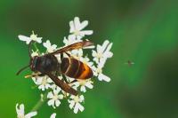 Vespa velutina