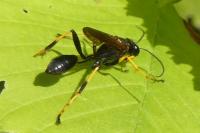 Sceliphron caementarium