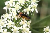 Sterictiphora angelicae