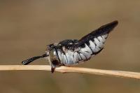 Coelioxys afer
