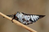 Coelioxys afer