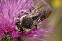 Anthidium septemspinosum