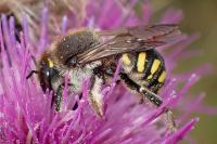 Anthidium septemspinosum