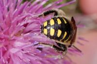 Anthidium septemspinosum