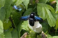 Xylocopa