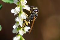 Philanthus triangulum
