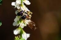 Philanthus triangulum