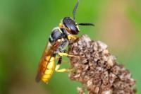 Philanthus triangulum