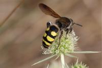 Colpa sexmaculata
