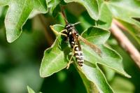 Polistes dominula