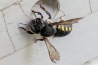 Anthidium septemspinosum