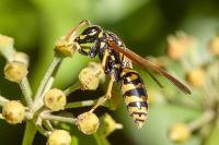 Polistes dominula