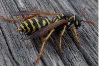 Polistes dominula