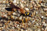 Sceliphron caementarium