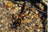 Sceliphron caementarium