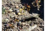 Sceliphron caementarium