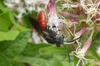 Sphecodes albilabris