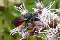 Sphecodes albilabris