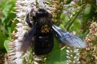 Xylocopa violacea