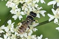 Ectemnius