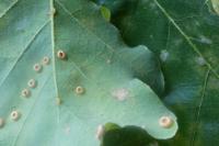 Neuroterus numismalis