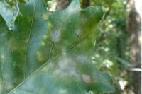 Neuroterus numismalis