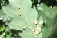 Neuroterus numismalis