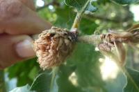 Andricus fecundatrix