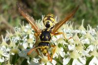 Polistes dominula