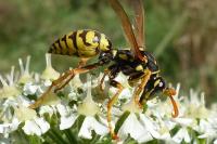 Polistes dominula
