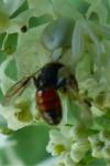 Sphecodes