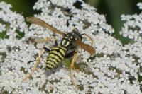 Polistes dominula