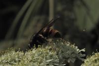 Vespa velutina