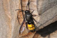 Scolia hirta