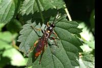 Ichneumon