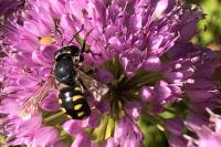 Anthidium manicatum