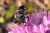 Anthidium manicatum