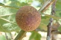 Andricus kollari