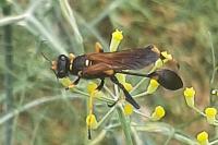 Sceliphron caementarium