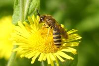 Halictus scabiosae