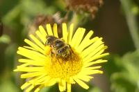 Andrena