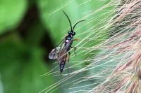 Ichneumon