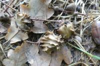 Andricus quercuscalicis