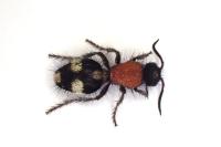 Dasylabris maura