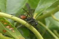 Priocnemis