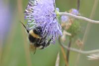 Bombus sp (terrestris/lucorum/cryptarum/magnus)