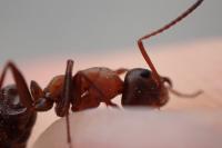 Formica rufibarbis