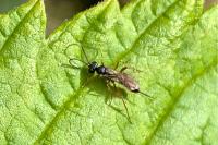 Ichneumon